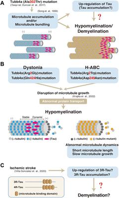 The organization of microtubules and Tau in oligodendrocytes: Tau pathology in damaged oligodendrocytes